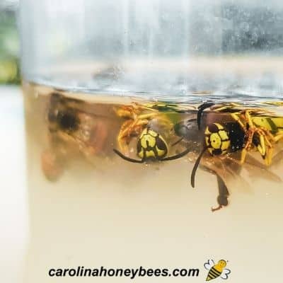 Dead yellow jacket wasps floating in a trap image.