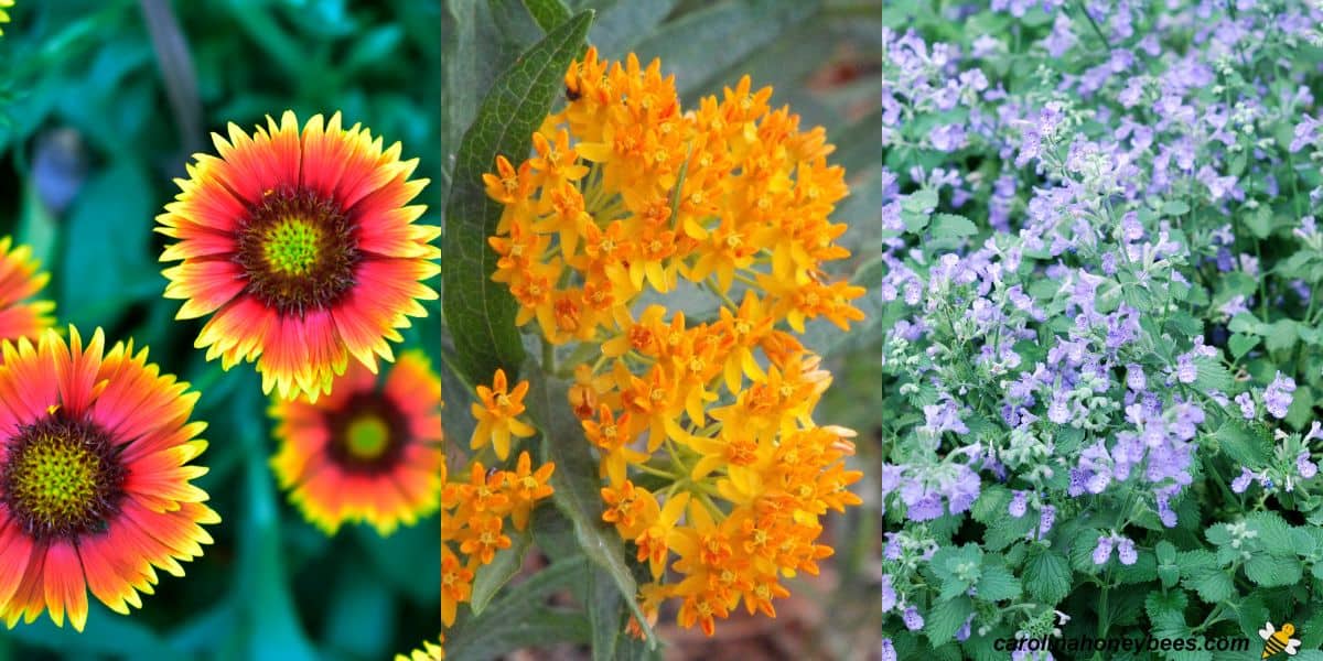 Blanket flower, butterflyweed and catmint in bloom in bee garden.
