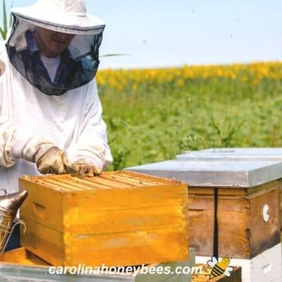 Beekeeping opening up a beehive job image.