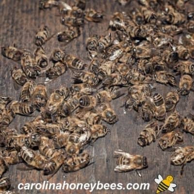 Dead bees on the bottom board in a hive image.