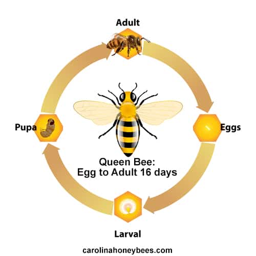 Queen honey bee life cycle chart image.