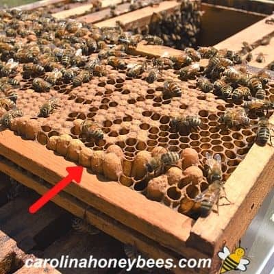 picture of bullet shaped drone brood on hive frame
