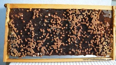 Frame of scattered drone brood in a drone layer queen hive image.