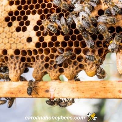 Queen Cells Do They Mean Trouble Carolina Honeybees