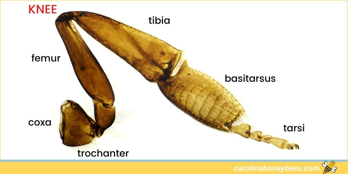 Labeled segments of a honey bee leg and knee. 