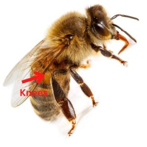 Numbered honey bee legs one thru six.