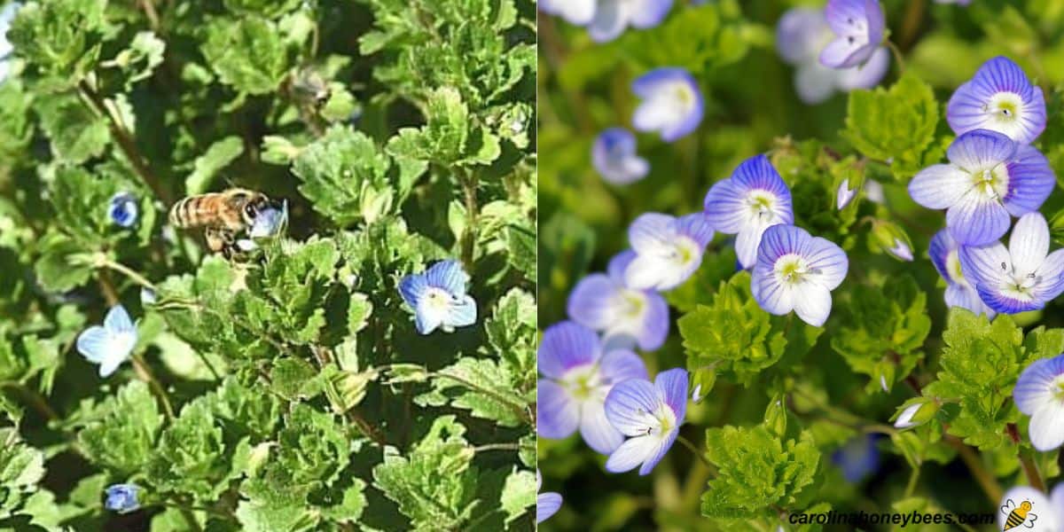 Honey bee foraging on blue flowers of speedwell plant image.