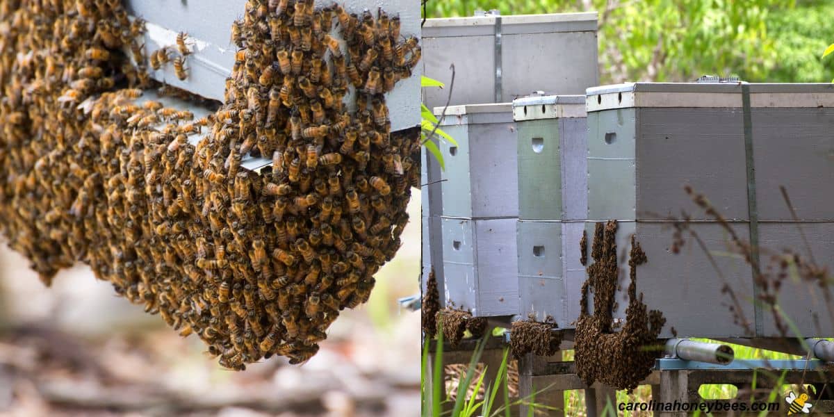 Honey bee bearding on the front of a hive image.