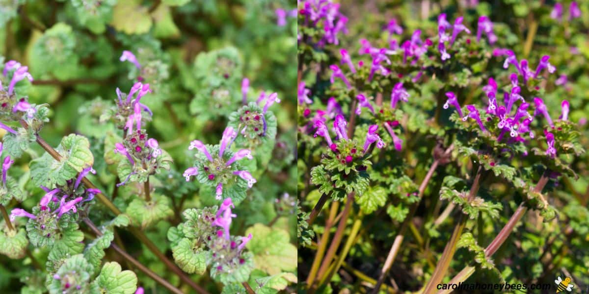 Purple blooms on henbit weeds that feed bees.