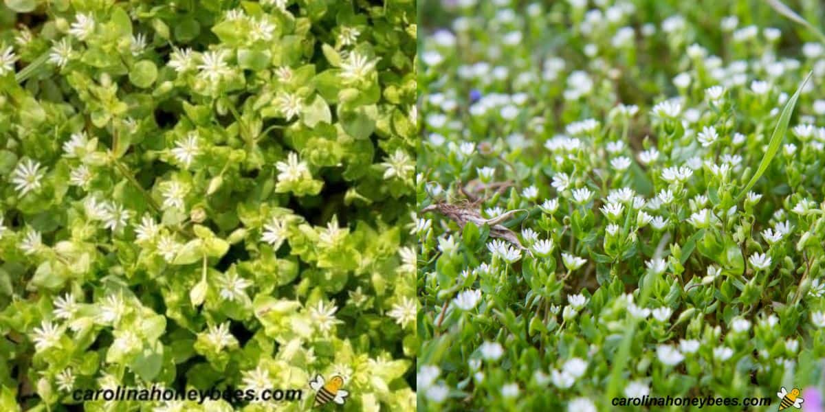 White blooms of chick weed plant in garden.