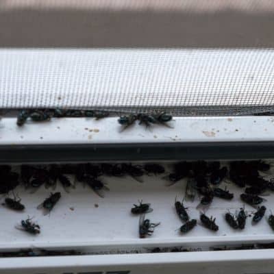 Dead honey bees at hive entrance killed by mosquito spraying image.