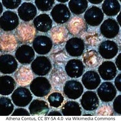 Honeycomb infected with american foulbrood showing sunken caps, pinholes and scale image.