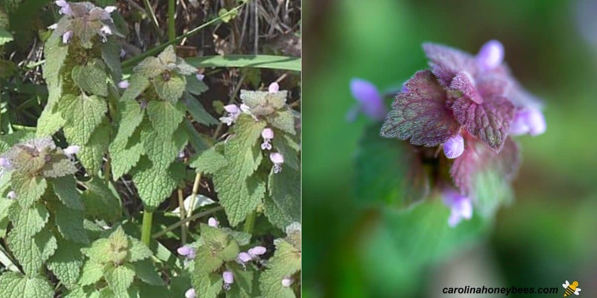 Several purple deadnettle weeds in bloom.