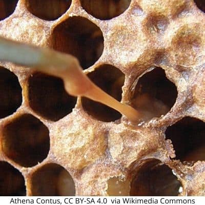 Larva killed by American Foulbrood ropes out more than 1 inch image.