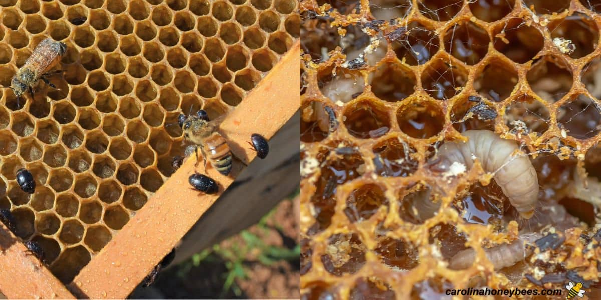 Small hive beetles and wax moth larva found in new hive after installation. 