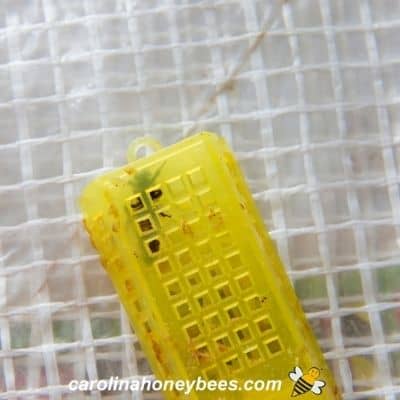 Queen bee in a yellow plastic container image.