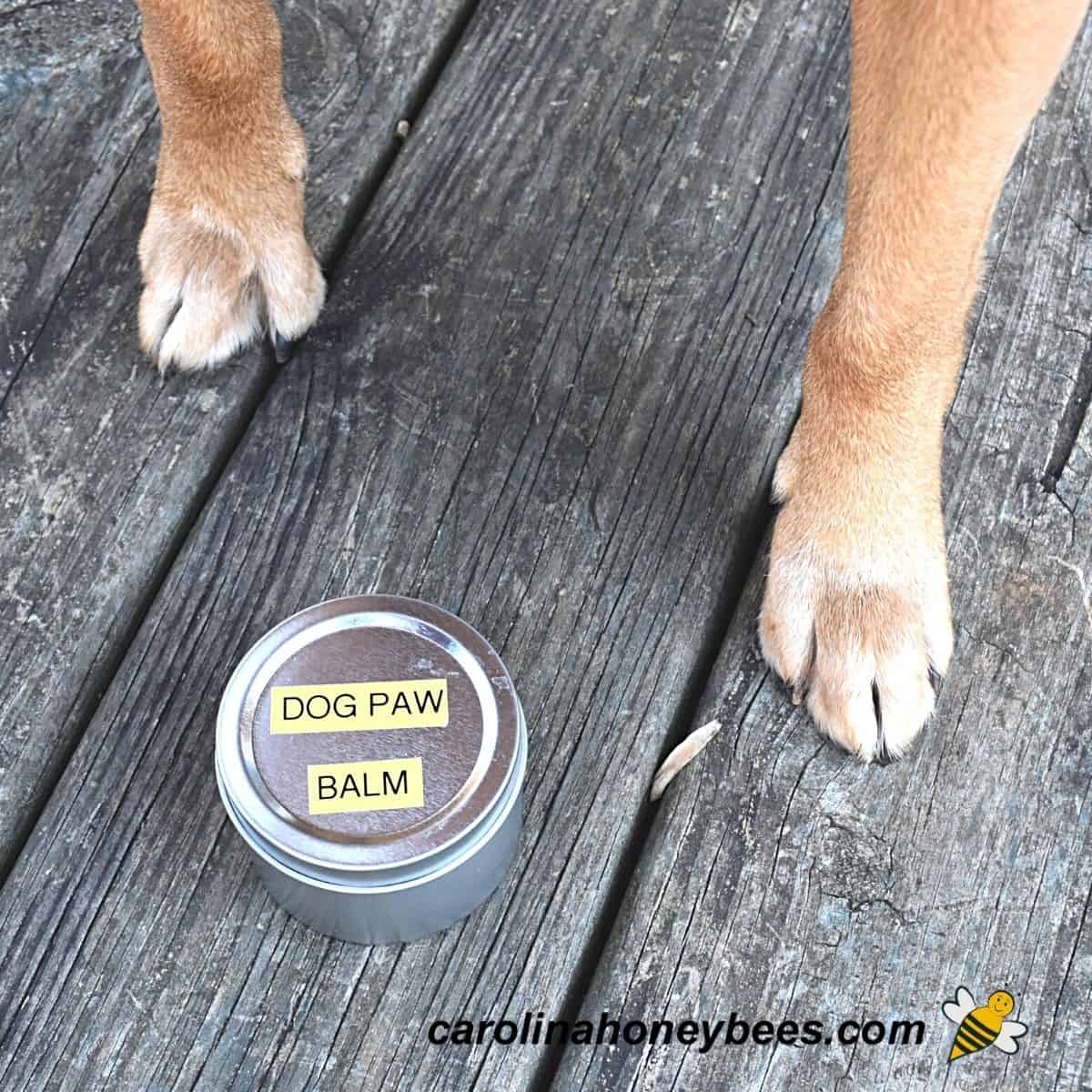 Dog paw 2025 lotion diy