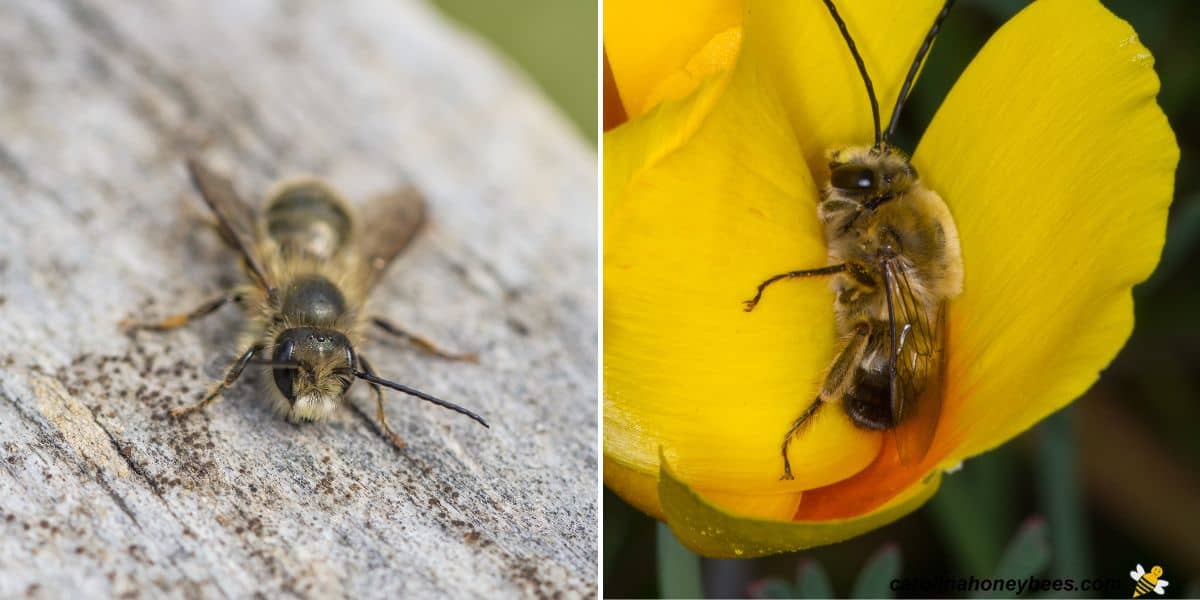 What Does a Honey Bee Look Like? - Carolina Honeybees