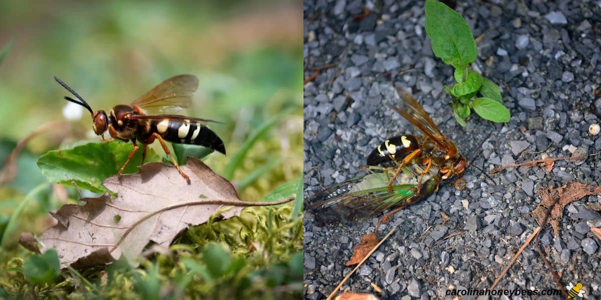 Large cicada killer wasp sitting on a leaf and attacking cicada.