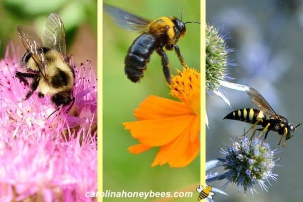 What Does a Honey Bee Look Like? - Carolina Honeybees