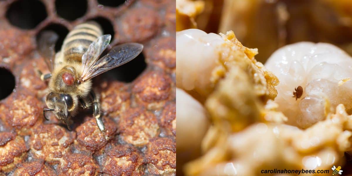 Honey bee with varroa mite before formic acid treatment in hive and mite on bee larvae.