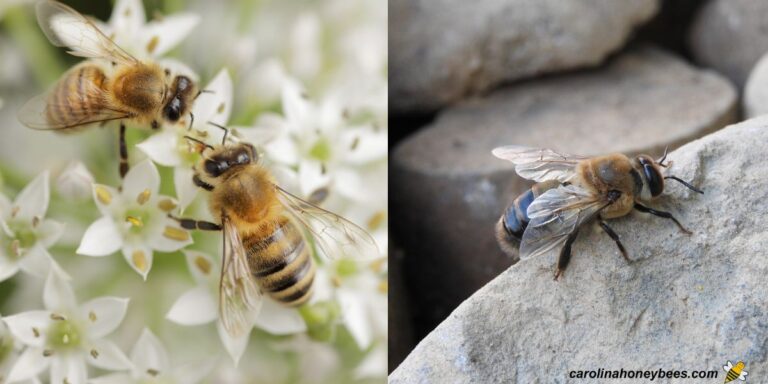 Balzer Colonel Fuzzy Honey Bee 10g