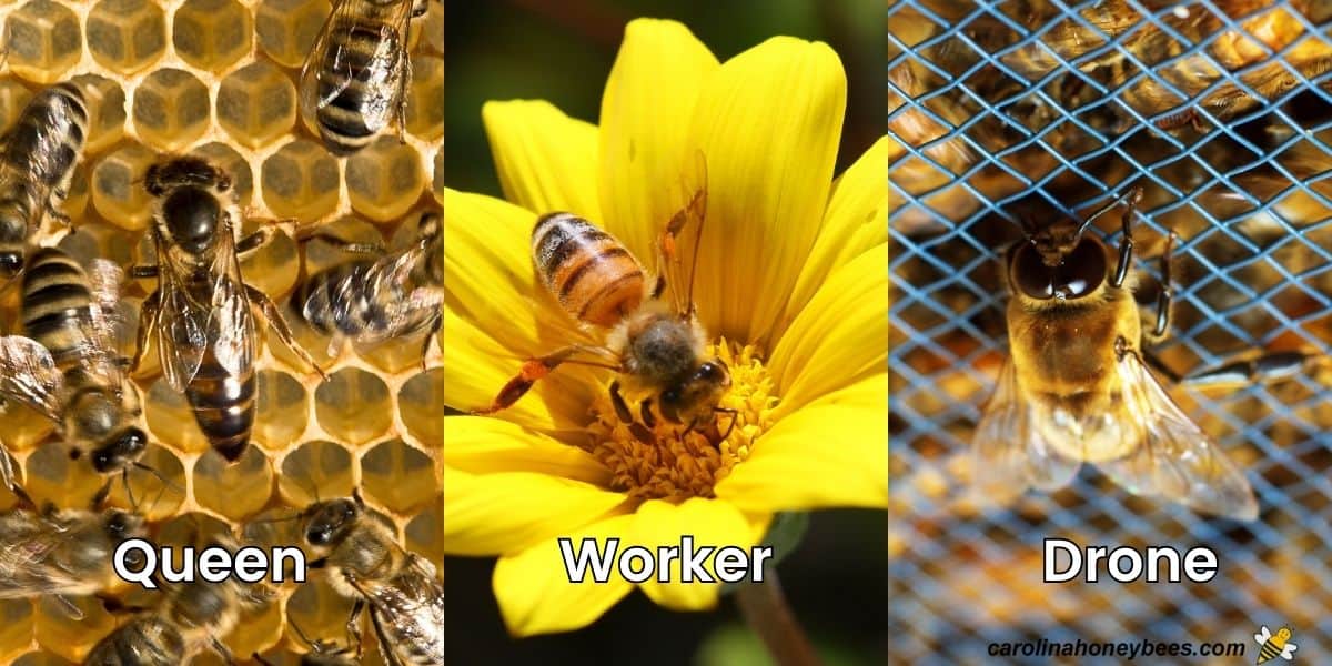 What Do Honey Bees Look Like?