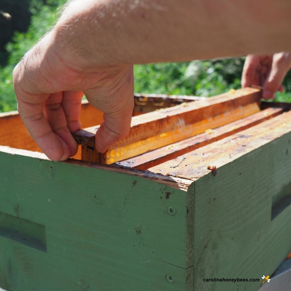 How to Store Honey Supers Over Winter Carolina Honeybees