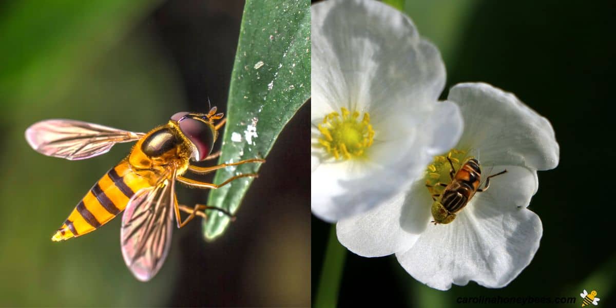 Hover fly on leaf and hover fly on white flower.