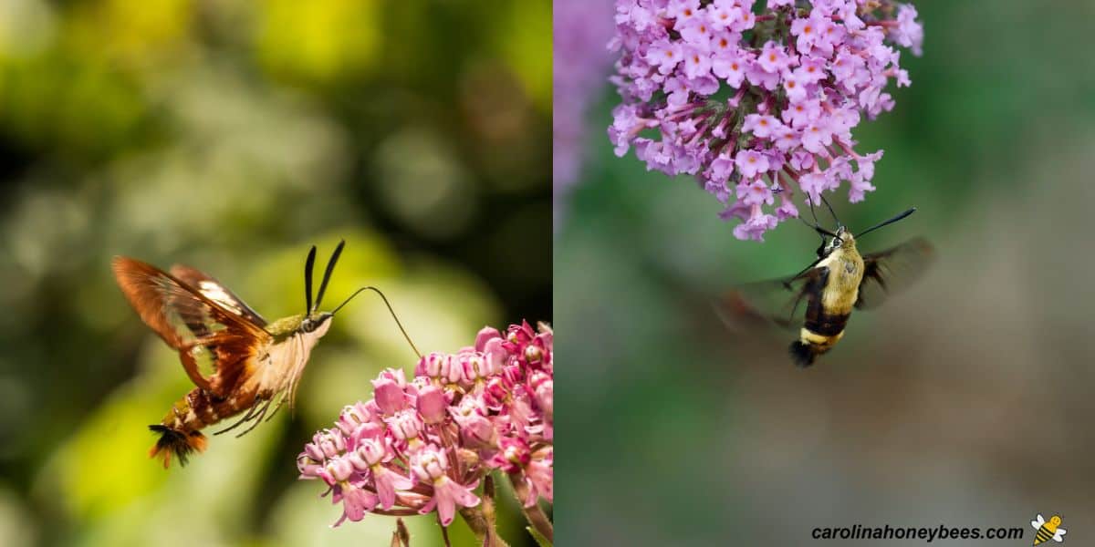 Hummingbird moth resembles bees in a garden images.