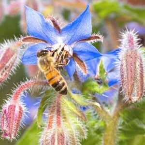 Purple borage flower in bloom in bee garden image.