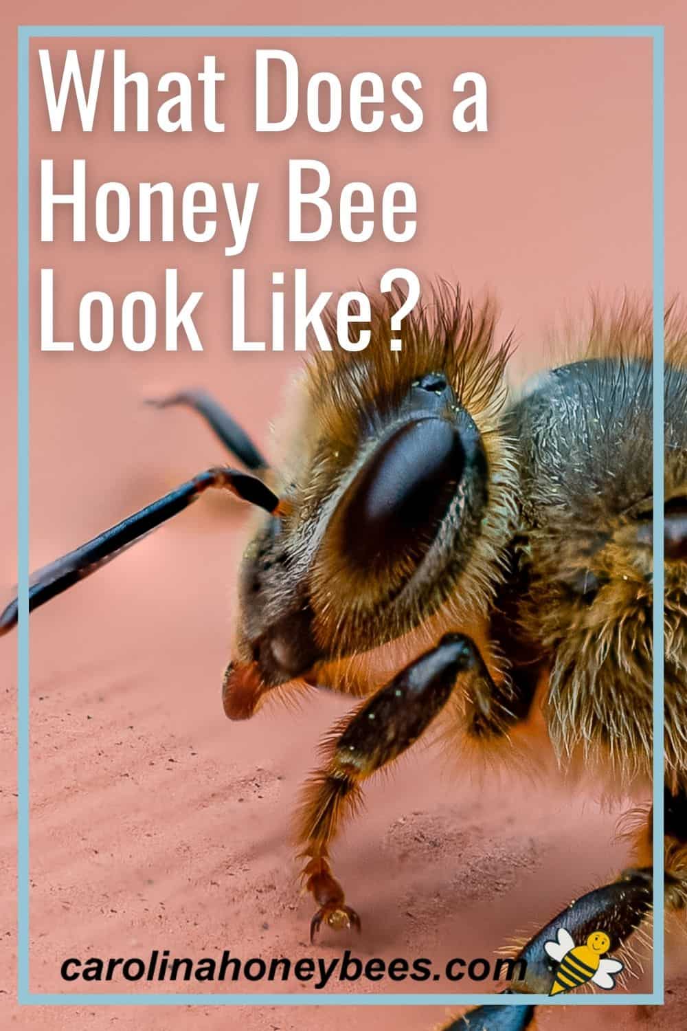 What Does a Honey Bee Look Like? Carolina Honeybees