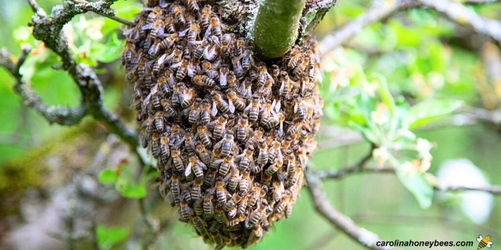 bees swarm