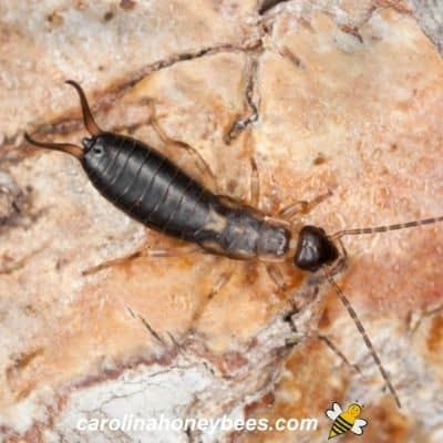 Earwigs Are They a Problem in Your Hive Carolina Honeybees