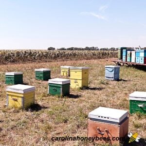 Bee yard or apiary with beehives managed by beekeepers image.