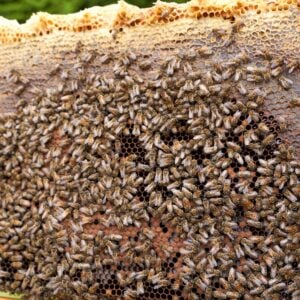 Beekeeper inspecting hive frame for American Foulbrood.