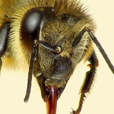  Nahaufnahme von 5 Honigbienen Augen verwendet, um Blumen und Lebensmittel Bild zu sehen.