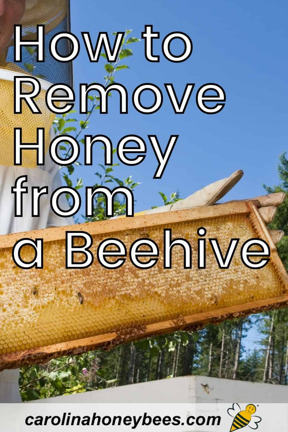 How to Collect Honey from Bees Carolina Honeybees