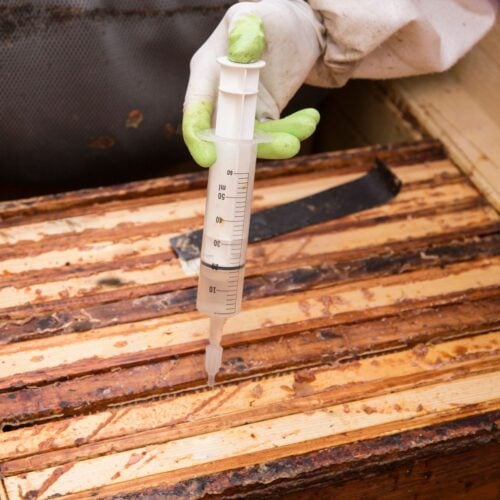 Beekeeping Archives - Carolina Honeybees