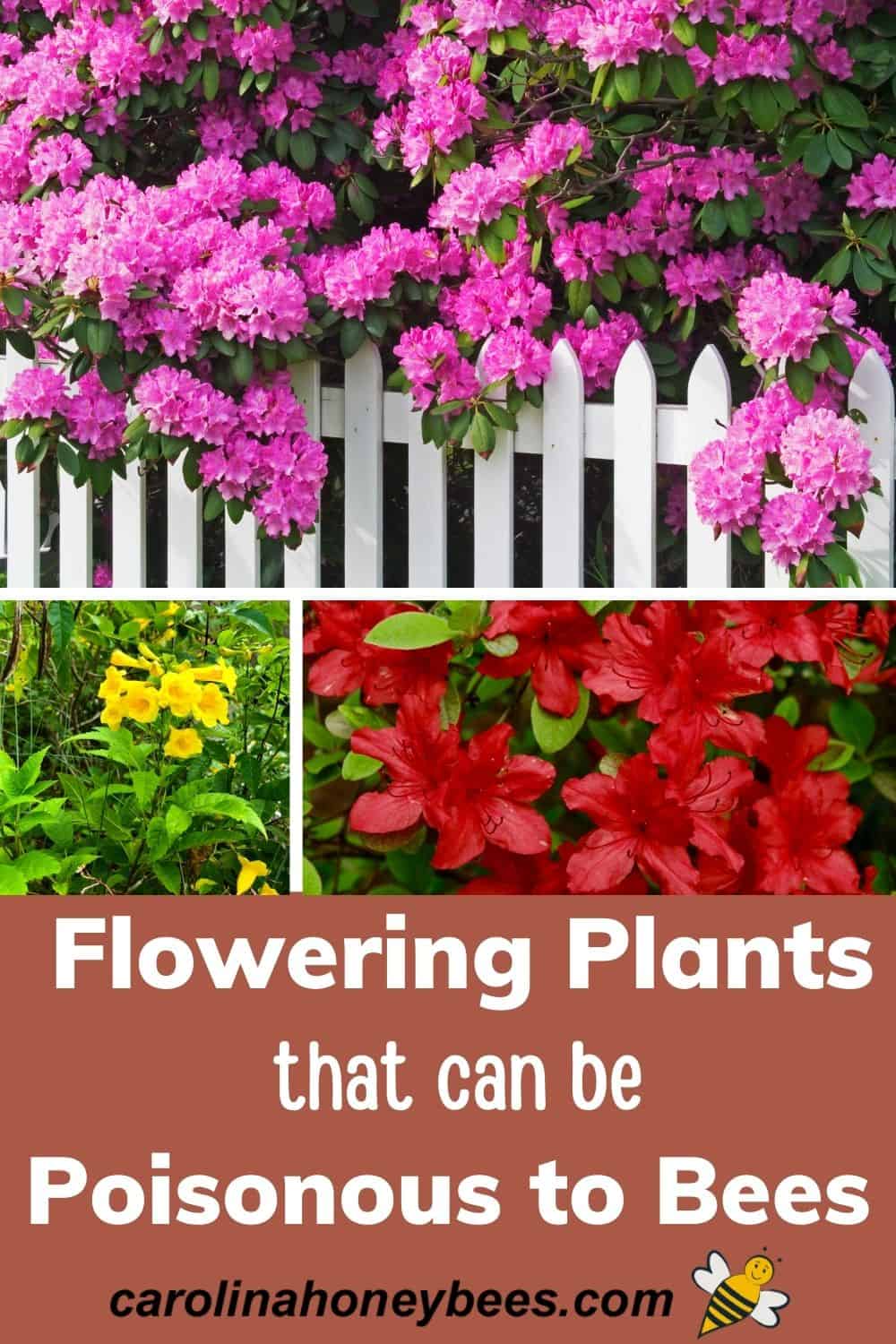 Are Some Plants Toxic to Bees? Carolina Honeybees