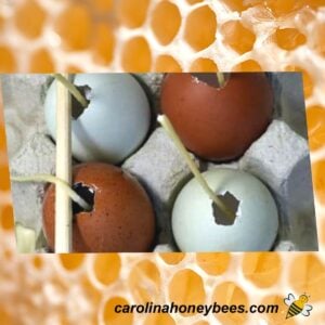 Egg shells used a candle molds for beeswax candles image.