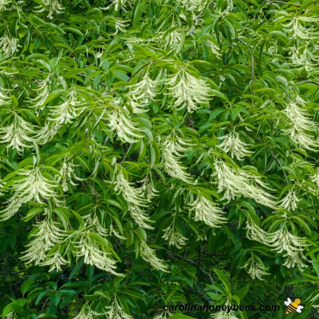 The Story of Honey Carolina Honeybees