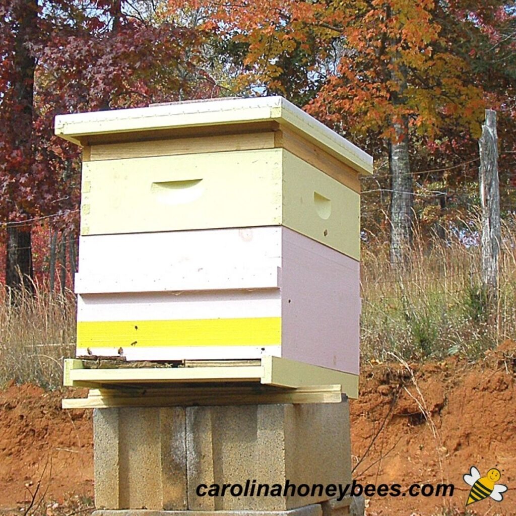 Parts of a Beehive (Easy to Understand Guide) Carolina Honeybees