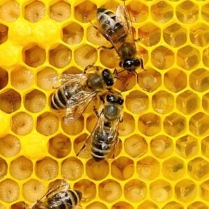 Baby bees, eggs and larva in a honey bee colony image.