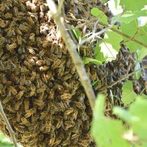 Small Fall honey bee swarm in tree image.
