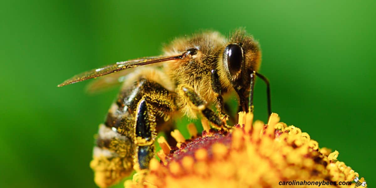 Worker honey bee with pollen in pollen baskets image.