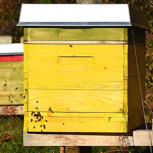 How to Make a Mason Jar Bee Feeder Carolina Honeybees