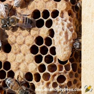 Large queen cell in a beehive image.