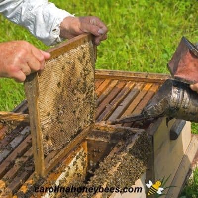 Beekeeper inspecting all hives in the apiary with bee smoker image.