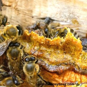 Sticky propolis on frames inside a hive with bees nearby image.